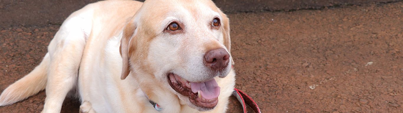 エコロビーム越後　看板娘